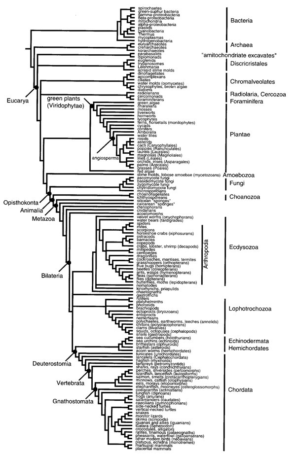 Labeled Leaf Structure